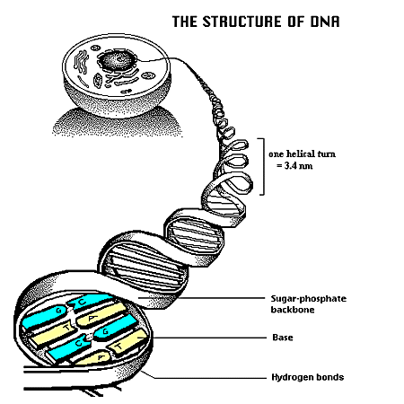 Structure of DNA - www.luisprada.com