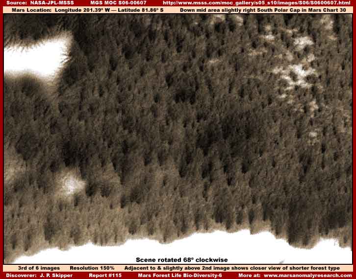 Forest on Mars NASA Photograph 1